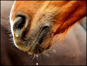 Gr�ntee Extrakt Pferd