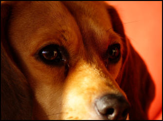 Gr�ntee Extrakt Zeolith Spirulina Hund