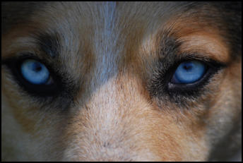 Spirulina Algenpulver Hund