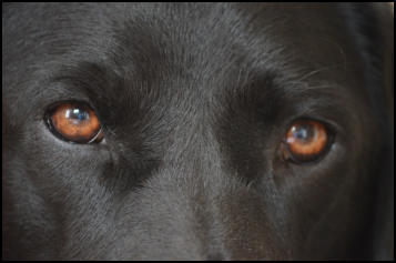 Boswellia Serrata Extrakt Weihrauch Hund