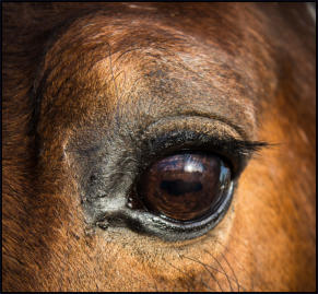 Boswellia Weihrauch Extrakt Pferd