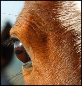 Glucosamin Chondroitin Pferd