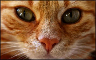 Spirulina Platensis Katze